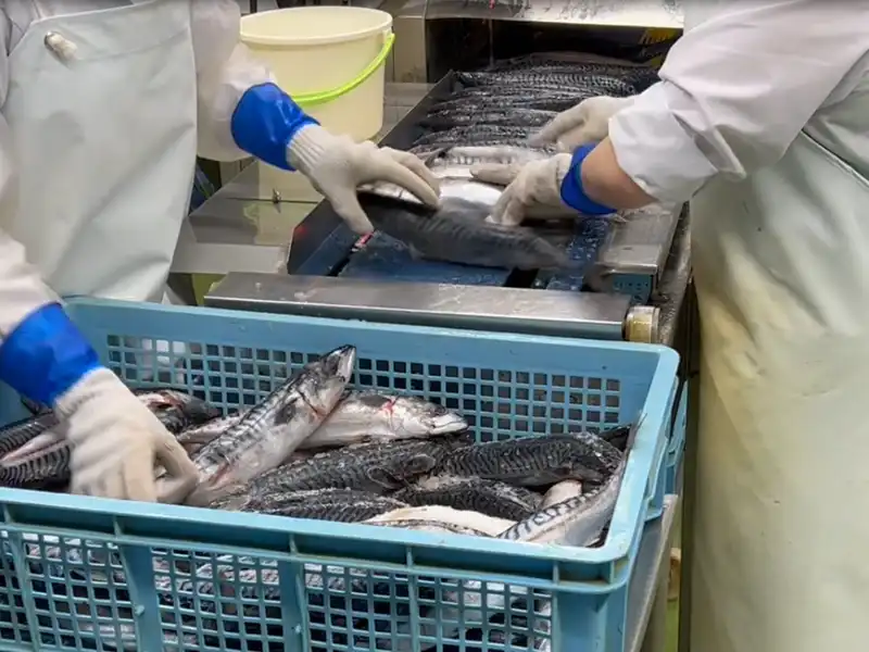 HB / コンベアに魚を並べるだけ
