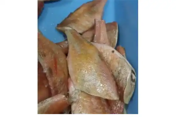 After cutting the fins of red snapper